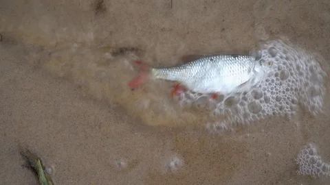 Dead roach fish on polluted water lake. Global water pollution. Gimbal motion Stock Footage 121209284