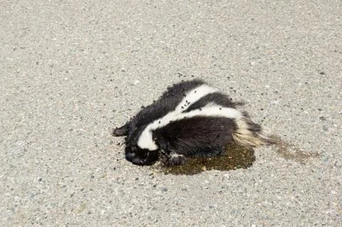 Dead Roadkill Skunk Stock Photos