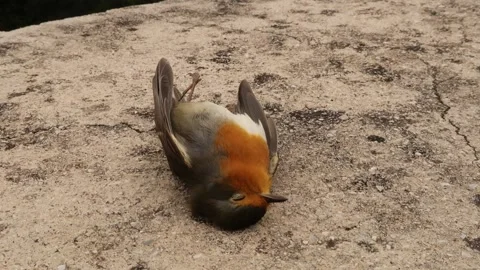 Dead robin lying on it's back, reminder of the earth's environmental issues Stock Footage 184014346