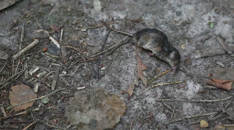 Dead rodent lies on ground 動画素材 58667939