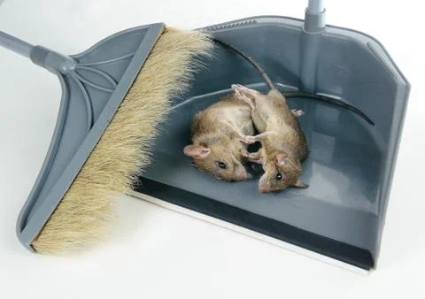 Dead rodents. Stock Photos