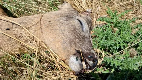 Dead roe deer on the side of the road. Stock Footage 340524505