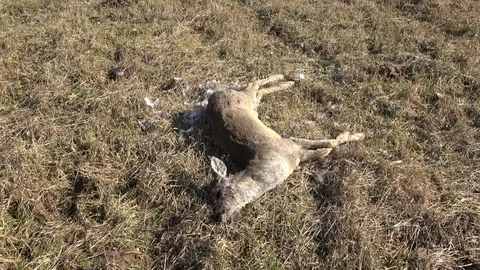 Dead roe deer on spring field after wintering Stock Footage 87319259