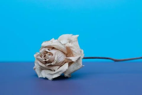 Dead Rose on a blue background Stock Photos