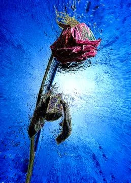 Dead rose on blue background Stock Photos