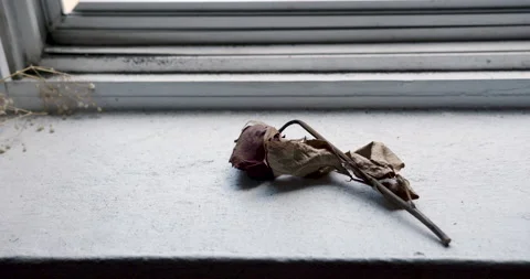 A dead rose Stock Footage 239096419
