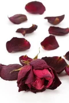 Dead rose 스톡 사진