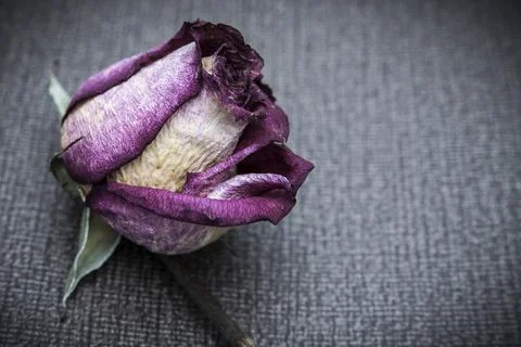 Dead Rose 스톡 사진