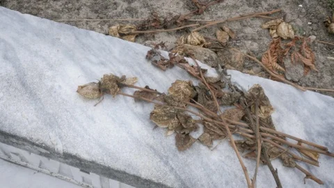 Dead Roses Lay on a Marble Headstone in a Church Graveyard in 4k Vídeo Stock 90017664