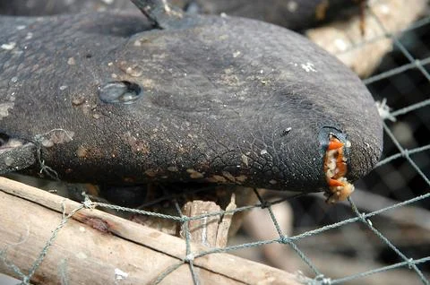 Dead rotten fish Stock Photos