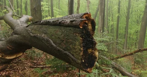 Dead, rotten tree lying in a beech forest, spring, 4k 스톡 동영상 89642962