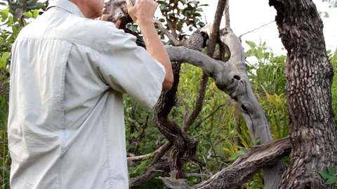 Dead Rotten Trees Vídeo Stock 147744590