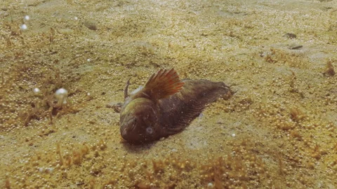 Dead Rusty blenny or Black Sea blenny lies in hypereutrophic hotspot producing Stock Footage 315558316