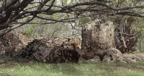 Dead saguaro cactus in the desert Stock Footage 101071521