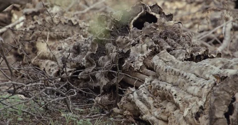 Dead saguaro cactus on the ground Stock Footage 101070993