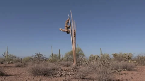 Dead Saguaro Cactus Skeleton Ribs in Arizona Sonoran Desert Stock Footage 332675187
