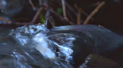 Dead Salmon 1 Stock Footage 8519415