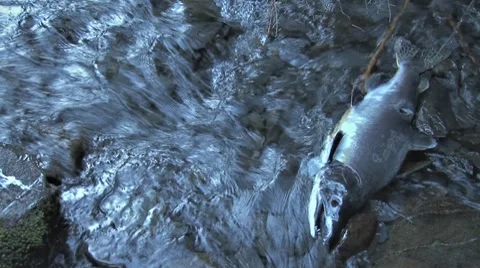 Dead Salmon 2 Stock Footage 8577014