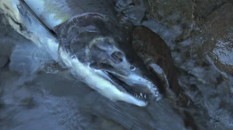 Dead Salmon 3 Stock Footage 8577143