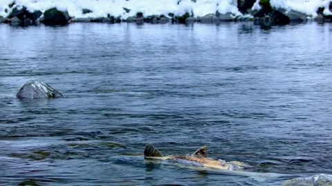 Dead salmon after spawning Columbia River Gorge Oregon Salmon Run 91 Stock Footage 82002687