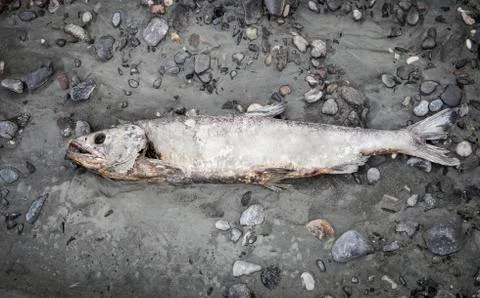 Dead salmon on beach Stock Photos