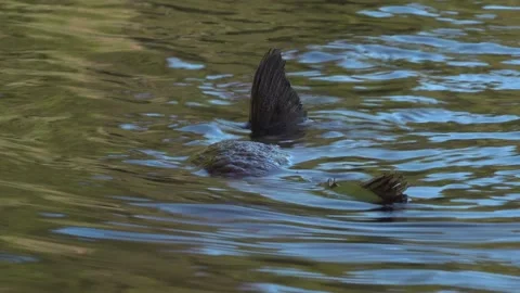 A dead Salmon beneath the water with its fins breaking through the surface Stock Footage 325512754