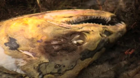 Dead Salmon close up Stock Footage 1012199