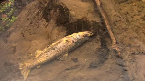 Dead Salmon Stock Footage 1012185