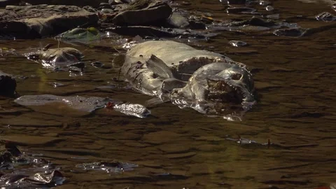 A dead Salmon getting picked away by flies and maggots Stock Footage 325614959