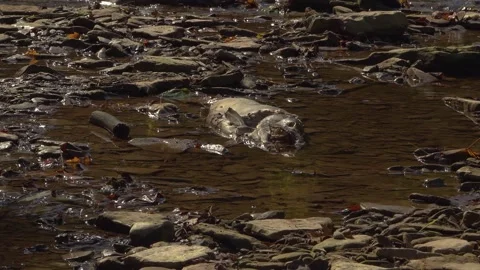 A dead Salmon getting picked away by flies and maggots Stock Footage 325615697