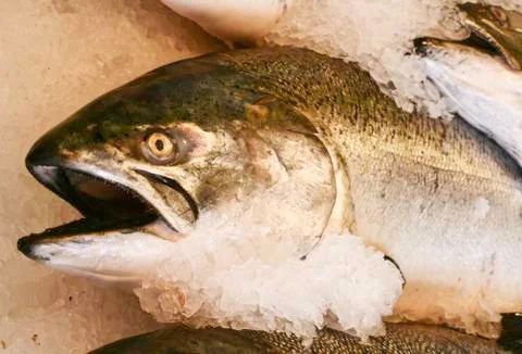 Dead Salmon in Ice Stock Photos