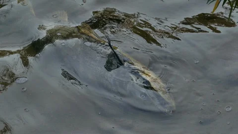 Dead salmon laying on river bed in shallow waters after not making the great run Stock Footage 94861486