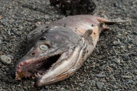 Dead salmon Stock Photos