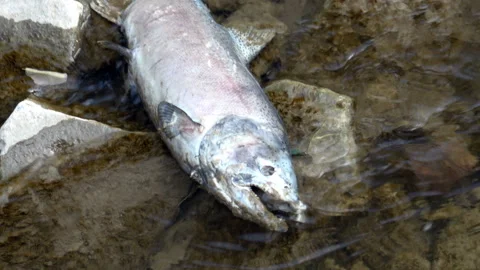 Dead salmon in the river after migrating upstream against the current to spawn Stock Footage 140836942