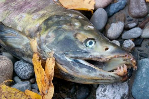 Dead salmon with sharp teeth Stock Photos