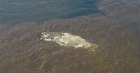 Dead salmon underwater after spawning in a river Stock Footage 310812811