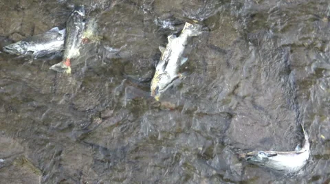 Dead salmon in the water after migrating upstream against the current to spawn Stock Footage 68341166