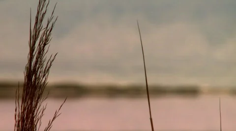 The Dead sea - Change of focus Stock Footage 531614