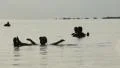 Dead Sea HD Footage