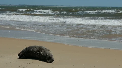 Dead sea lion decomposing on a beach in Uruguay. Stock Footage 87721338