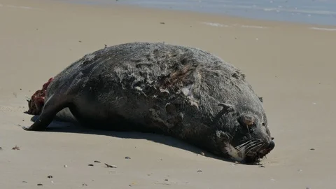 Dead sea lion decomposing on a beach in Uruguay. Stock Footage 87721346