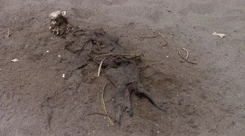 Dead sea Lion Stock Footage 41380669