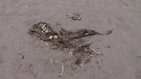 Dead Sea Lion Stock Footage 41380672