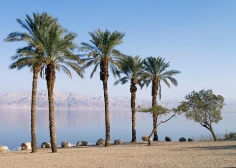 Dead sea Stock Photos
