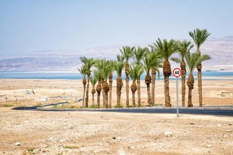 The Dead Sea Stock Photos