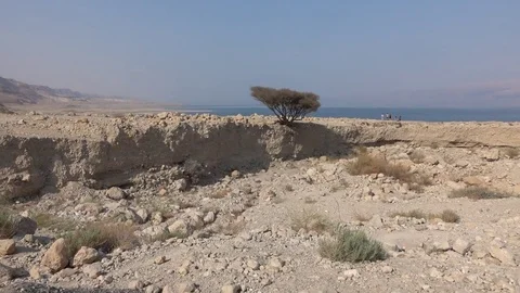 Dead Sea Tree Desert Stock Footage 81084983