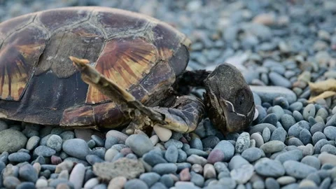 A dead sea turtle in advanced decomposition on the beach, lying on the pebbles. Stock Footage 257464100