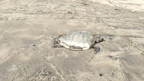 Dead sea turtle on the beach 4K HD Video -Dead  Sea Turtle lies dead on a beach 库存影片 329287152