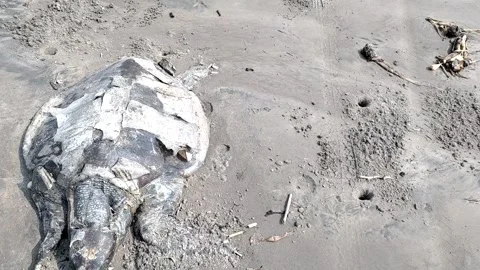 Dead sea turtle on the beach 4K HD Video -Dead  Sea Turtle lies dead on a beach Stock Footage 329287663