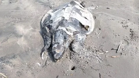 Dead sea turtle on the beach 4K HD Video -Dead  Sea Turtle lies dead on a beach Stock Footage 329288113